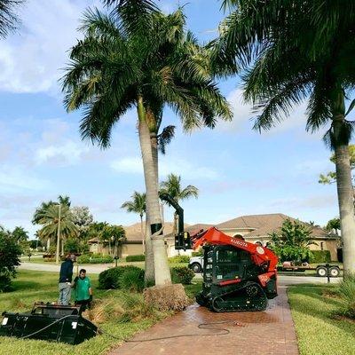 Installation of a replacement tree that had died