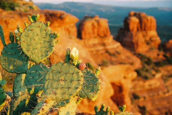 Prickly pear and red rocks.