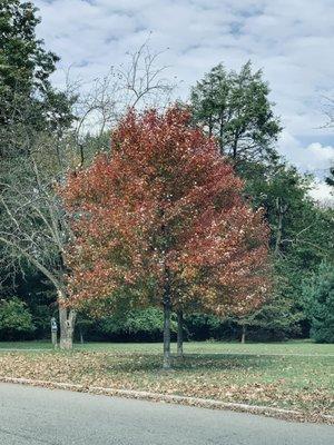 Fall Foliage