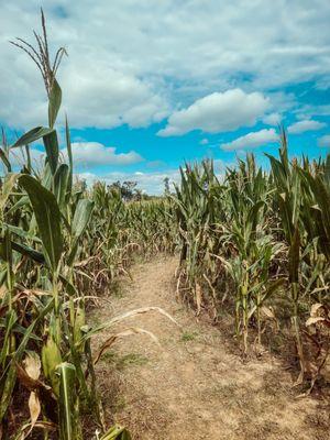 Corn maze