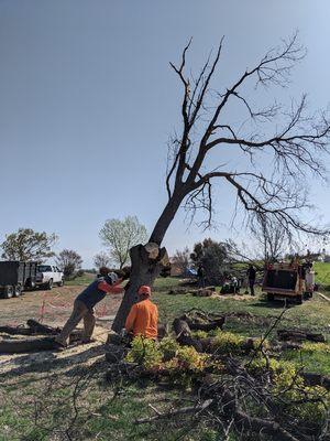 Last tree going down