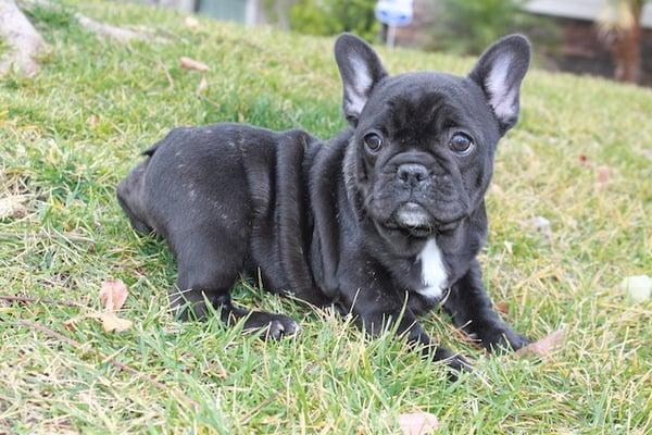 AKC/FCI French Bulldog all colors available!