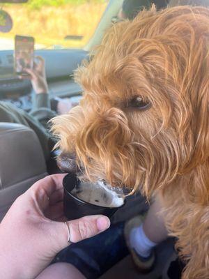 Pup cups!