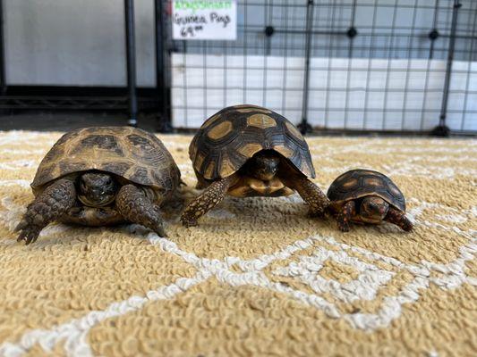 Come meet our Tortoises!