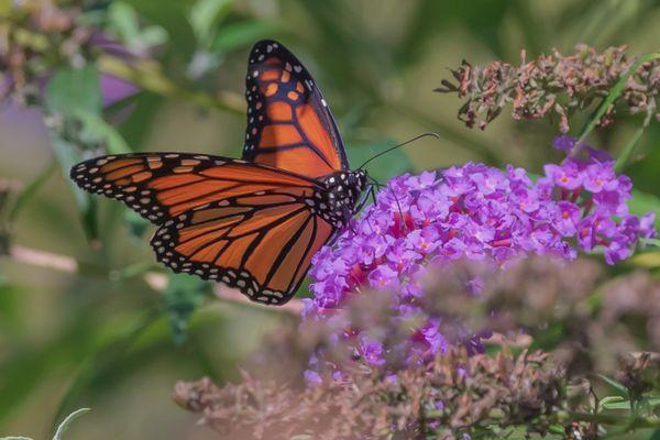 Monarch Butterfly