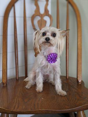 Sweet Aubry after her haircut