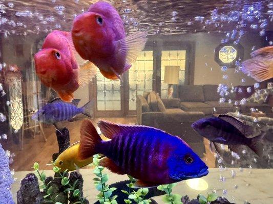 Blood red parrotfish and  peacock cichlids