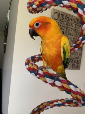 My Sun Conure Morty