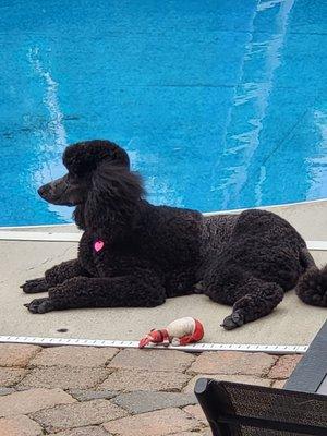 This is Oakley she's a Standard Poodle!