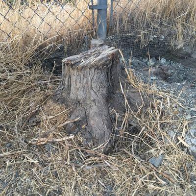 Old Tree Stump 1.