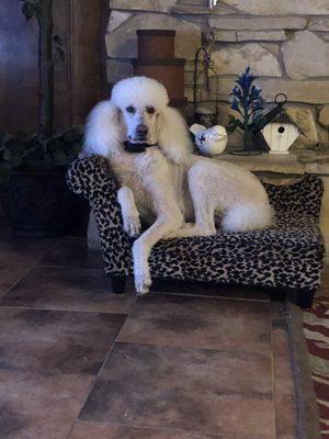 This is Buck!! Loves his groomer at Melinda's grooming!