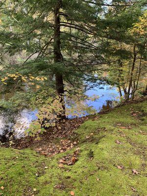 Mossy riverbank