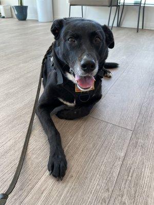 Payton happy to see his friends at Elmwood Grove Animal Hospital.