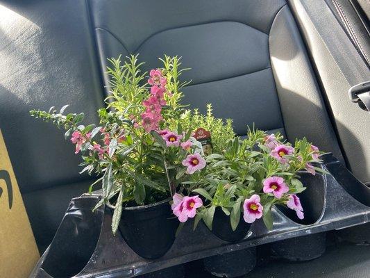 Annual flowers as perky and beautiful on a oppressively hot August day as they would be in the Spring.