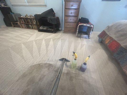 Eco Friendly Carpet Cleaning