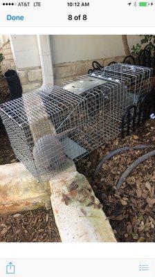 Armadillo captured in trap.