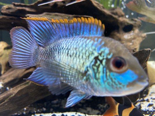 Blue acara