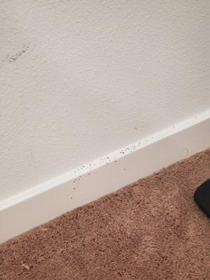 This is the worst company. Each time they come spray we get the worst ant infestation in rooms that are COMPLETELY empty.