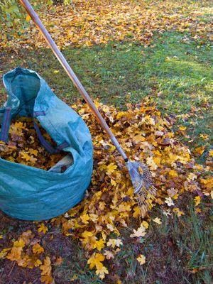 Leaf Removal