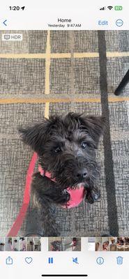 Opal getting a treat after her walk.