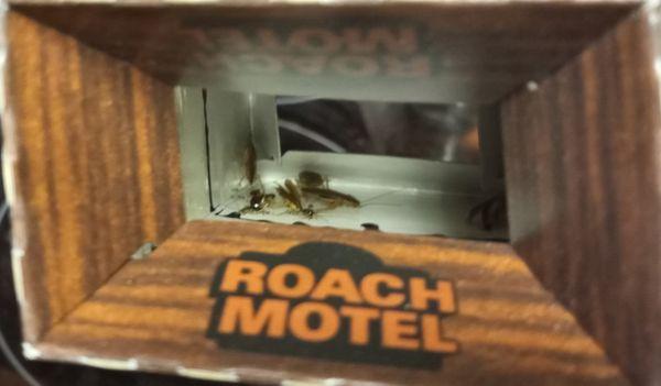 Roach Motel after 4 days FILLED with roaches. a week later the management has done NOTHING but make excuses