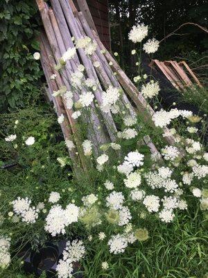 an abundance of queen anne's lace