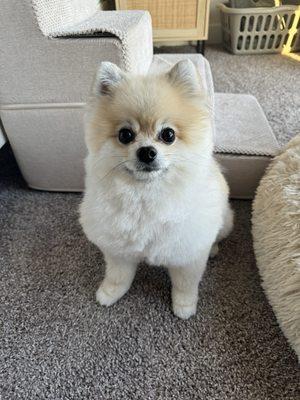 Pomeranian haircut