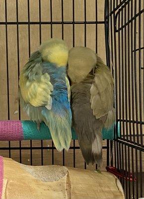 Hand fed babies eventually get cage training with other birds