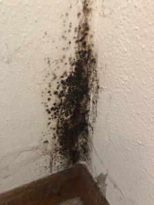 Mold in the home that he rents and won't fix or will just cover up