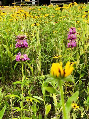 Wildflowers at Lake Thunderbird