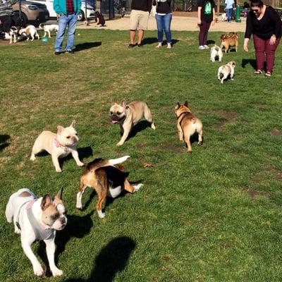 Frenchie meet up 2/21 @ FIDO Park, this place is awesome!