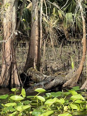 A juvenile alligator