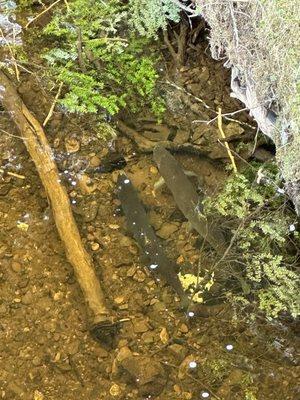 Fish laying eggs in the stream