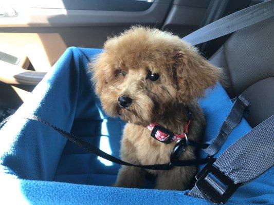 Our puppy with his first, minimal haircut in his introduction to the groomers, in order to keep stress to as little as possible.