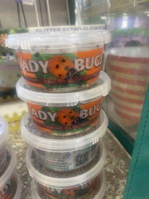 Lady bugs that you can release in your yard