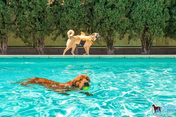 Pups enjoying the pool during a playtime.