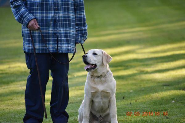 Mesahaus Dog Training Facility