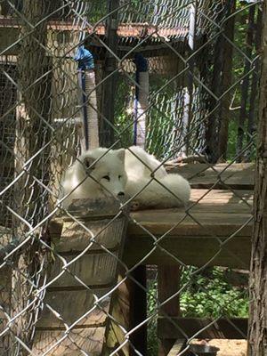 Arctic fox, super cute but smells like a skunk