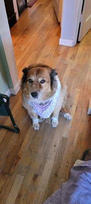 Sandi with her Valentine's Day bandana.