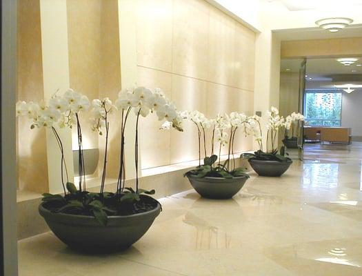 phalaenopsis orchids in Gainey Ceramics flower bowls