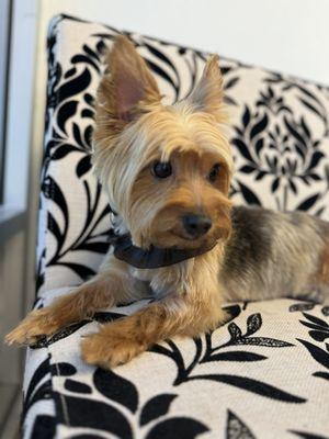 Bunny looks absolutely stunning! The haircut is flawless and incredibly detailed. I've discovered my new favorite groomer.