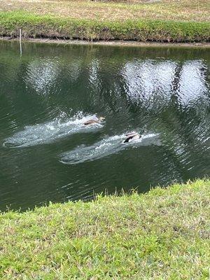 Ducks in the pond