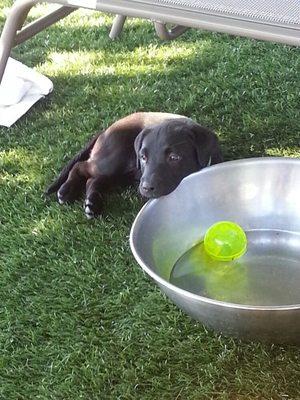 Dog turf in Scotts Valley