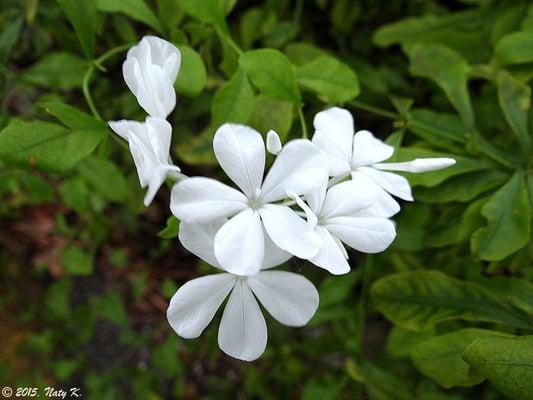 White Plumbago.  I never knew it existed in colors other than the lead-blue we see throughout South Florida!