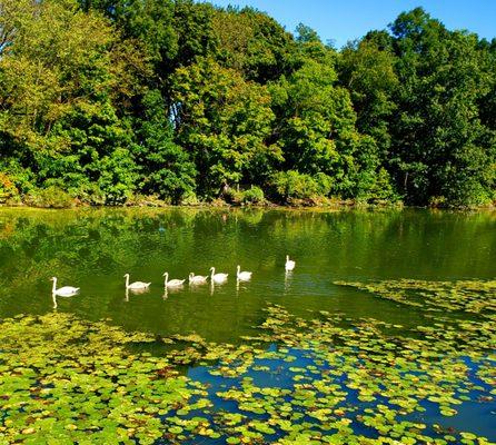 Gorgeous Sunday & swan family! - (9/19/2021)