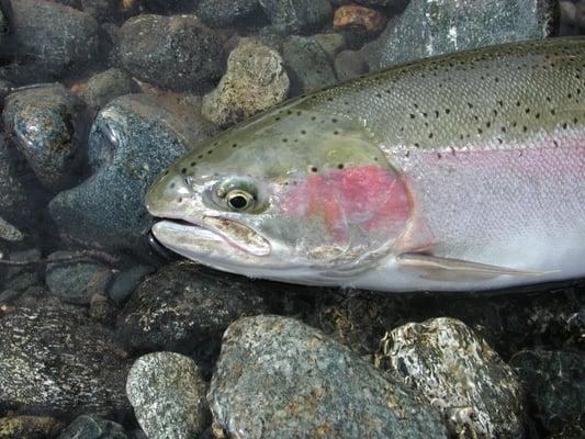 Trinity River Steelhead on Fly Rod