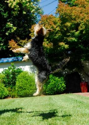 Jumping for treats!