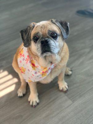 Lulu with her Winnie the Pooh kerchief