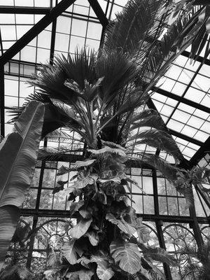 Longwood Conservatory Palm