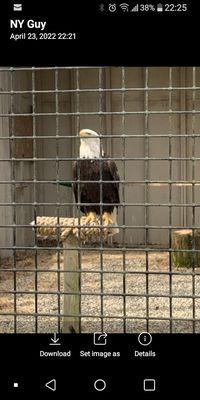 Bald eagle